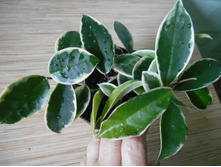 ������� ���� (Krimson Queen)