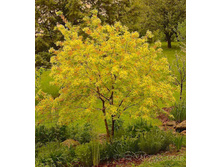 Salix (���) caprea Ogon C3 80-100 PA ���� ���. 6991702==589-.jpg