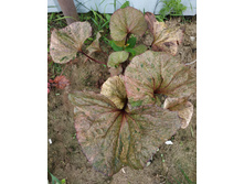 ������ ��������