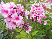 ����� ���