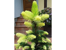 ��� ��������� (���� 'Conica Maigold')=.jpg