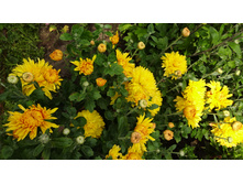 ��������� "����"