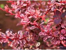 �������� �������� ������� (Harlequin).jpg