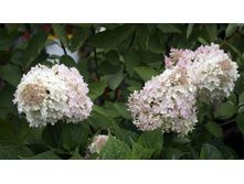 ��������� ����������� �����������