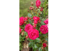 IMG 20190724 152737[1].jpg