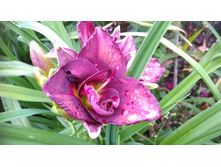 0-02-04-a8350348a378c79aec15ba0670764e42e623b97674823ef94506ed233e09c8b2 full.jpg