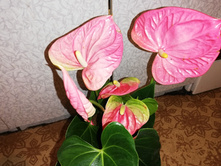 �������� �������  �������� - 700 ���.