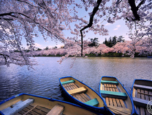 Japan-cherryblossom-boats.jpg