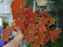 Autumn Ember.JPG