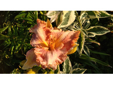 0-02-05-bbdf6587082b8852df418c94e05060d037cd64934d67b277622e3c4a0dc1a584 full.jpg