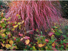 111��������� ��������� (���� 'Roter Pfeil')= 325-293-.jpg