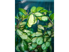 ���� ���� ( Hoya austrtalis Lisa variegata)