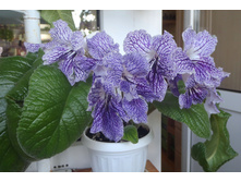 �������� �����.jpg