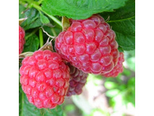 ������� ������� +26�