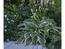 ����� � ����� ������, ������ 50-60 ��, ������� ��������� ����� 80��