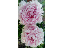 IMG 20190608 175016[1].jpg