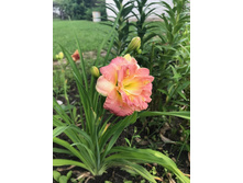 Siloam Double Classic   180 ���