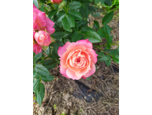 IMG 20190803 141632.jpg