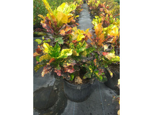 ������ ( ������ ) ���� ����������� Codiaeum variegatum Magnificent