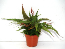 ������ �������� Pteris aspericaulis Tricolor - 250 ���.