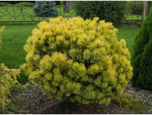 Pinus mugo Ophir C2 20-30 Tomzynski ���. 91000811-16,15 ���� �������� 3��.jpeg