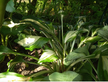 Hosta Undulata Albomarginata