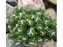 ����� ��������� (���� 'Silberperle')-.jpg