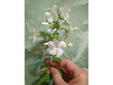 ����� ����� �� 50 ���.