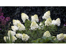 �������� �������