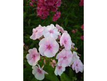 ����� ������-������� � ��������� ������� �� 80 ���.