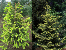 111��� abies Aurea Magnifica C10 100-120�� ==40,6 ��-.jpg