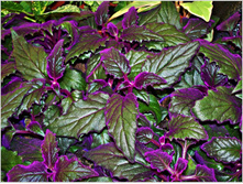 ������ - ������ �������� �������� ..