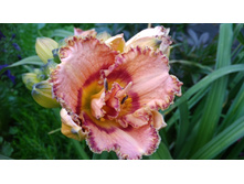 0-02-04-20739eedeb012f78b984b8da56d289067fdd8f4fb1c9467afcb599416d76a983 full.jpg