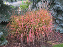 111��������� ��������� (���� 'Purpurascens')= 249-224-.jpg
