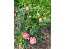 IMG 20190803 141637.jpg