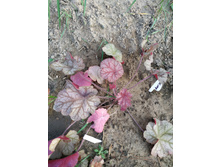 ����� ����