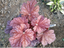 ���� �����