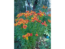 �������� ������� ���������� (Helenium autumnale Biedermeier) 80 ���.