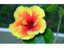 �������� ������ Hibiscus Apollo