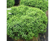 ��� Picea glauca Echiniformis-- ������ � ������� �������� ��������=.jpg