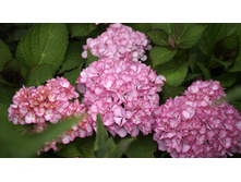 ��������� �������