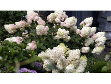 ������� ������ � ����