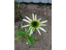 IMG 20190804 165522.jpg