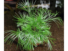 ������������� ( Actiniopteris australis) - 250 ���