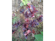 ������� �����