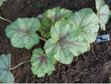 ����� �����