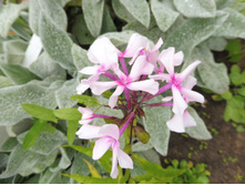 ������� ����