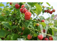 ������ ���� �����+19�