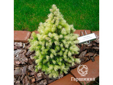 ��� ��������� ����� ���� (Picea glauca Daisy's White).jpg