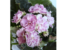 ��-��������